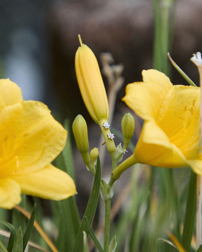 Cercei mini din aur roz cu diamante negre | LECARRE